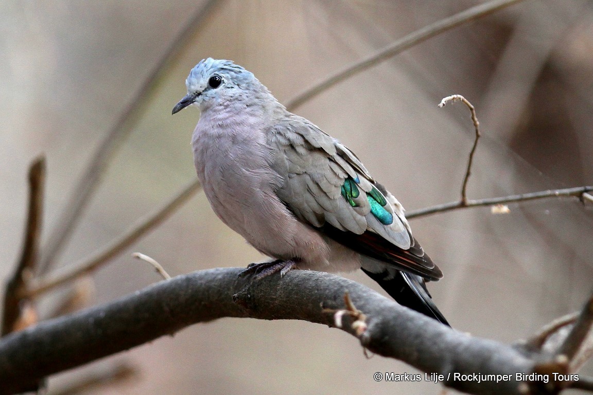 Emerald-spotted Wood-Dove - ML206141411