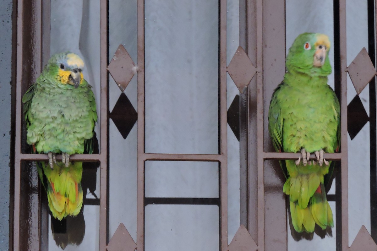 Orange-winged Parrot - Nimali Digo & Thilanka Edirisinghe