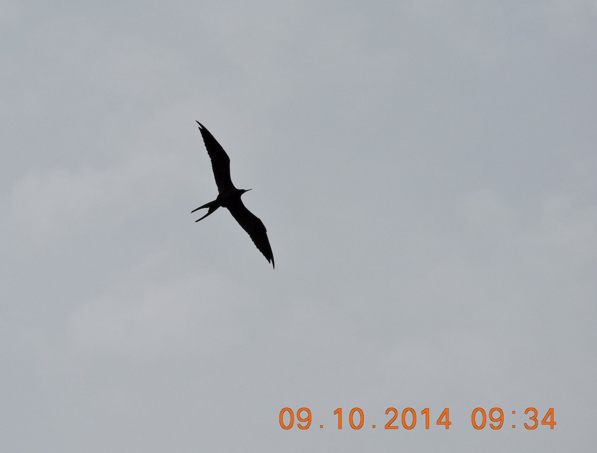Magnificent Frigatebird - Nimali Digo & Thilanka Edirisinghe