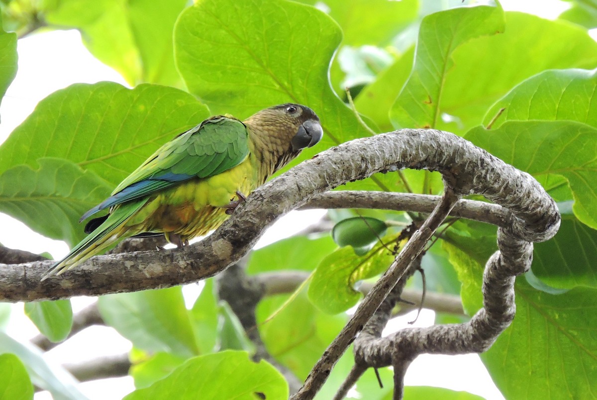 Brown-throated Parakeet (Brown-throated) - Nimali Digo & Thilanka Edirisinghe