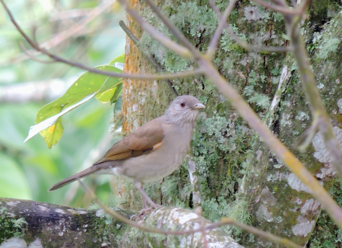 Pale-breasted Thrush - ML206142141