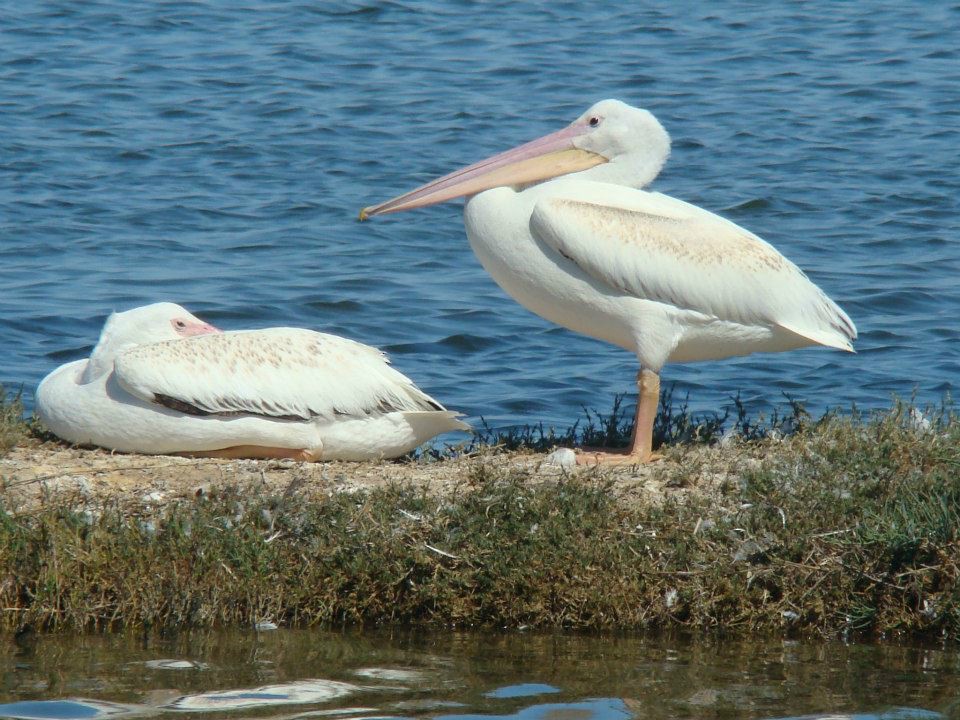 American White Pelican - Nimali Digo & Thilanka Edirisinghe