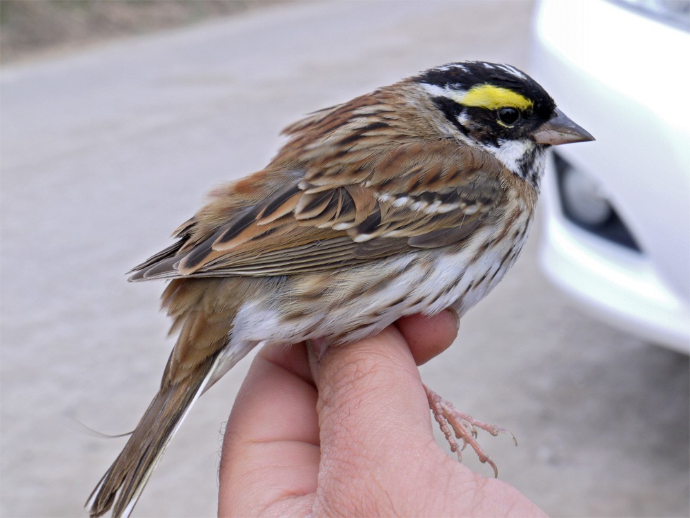 Yellow-browed Bunting - ML206142621