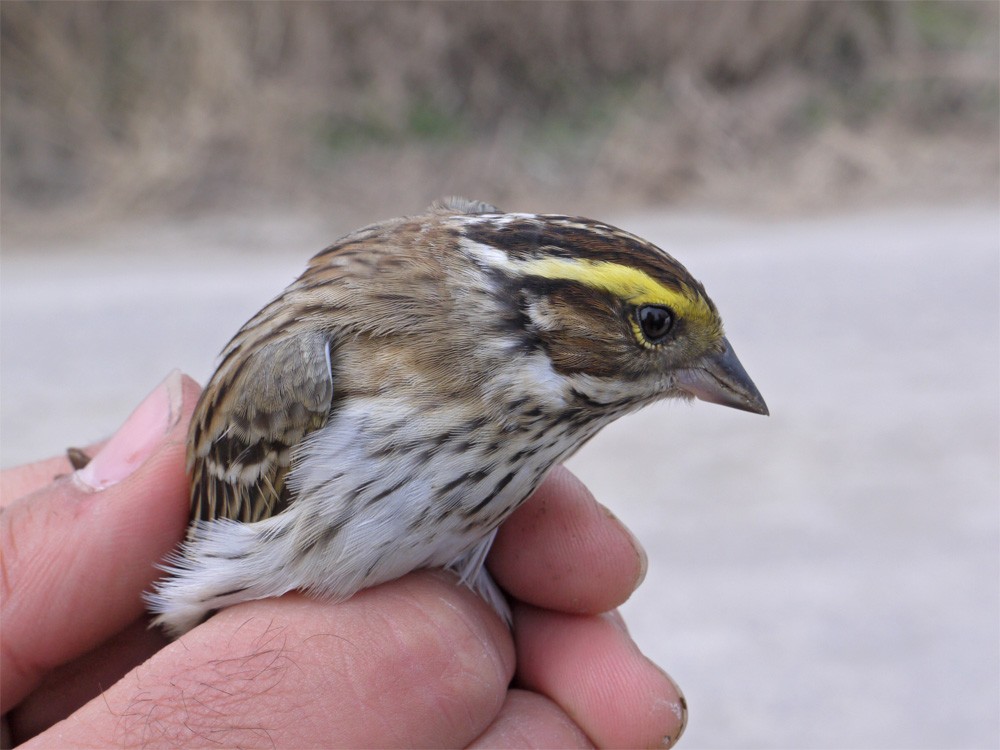 Yellow-browed Bunting - ML206142631