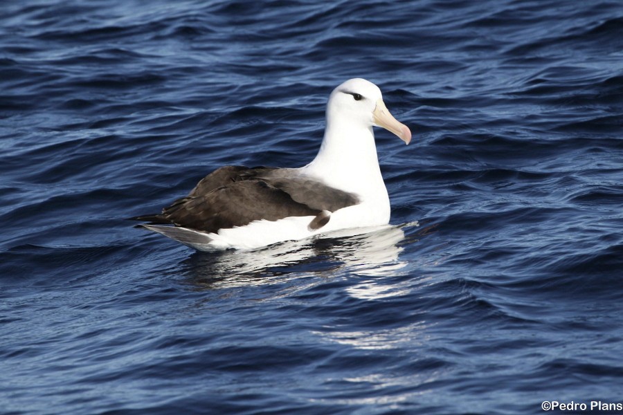 Black-browed Albatross (Black-browed) - Pedro Plans