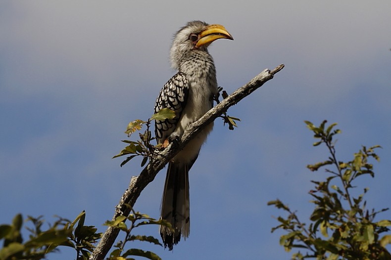 Southern Yellow-billed Hornbill - Pedro Plans