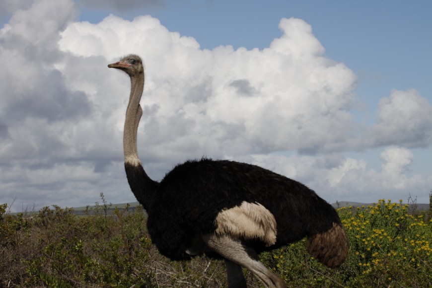 Common Ostrich - Pedro Plans