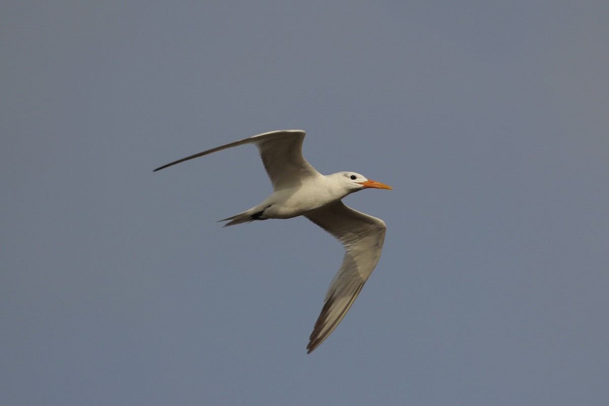 West African Crested Tern - ML206142941