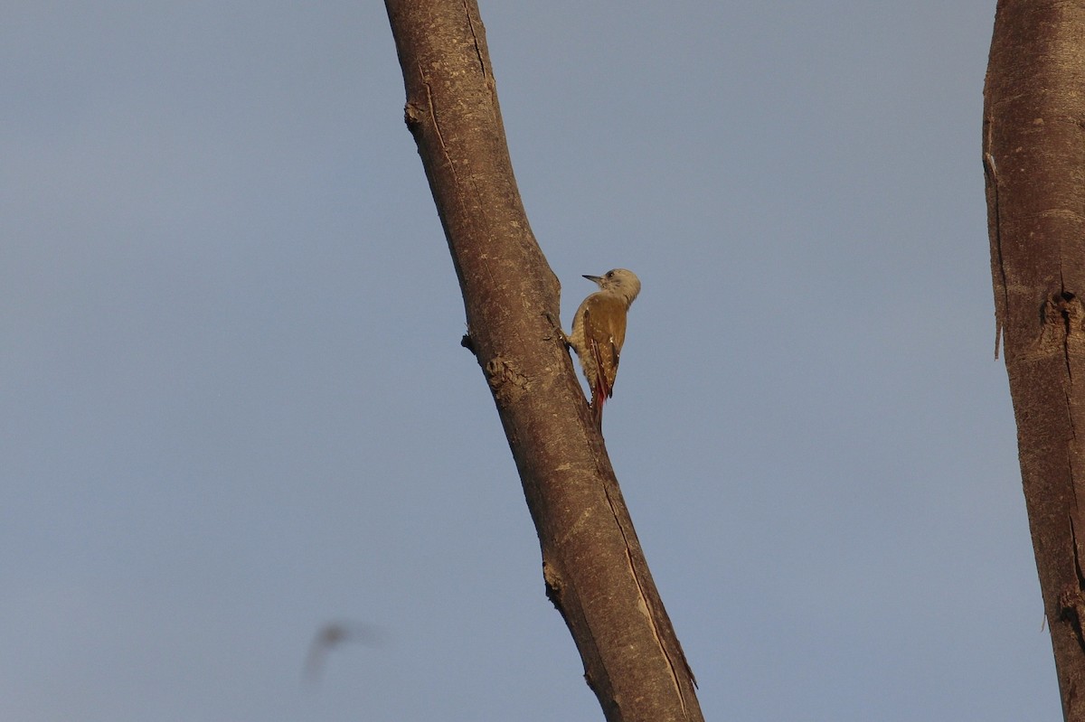African Gray Woodpecker (Gray) - Pedro Plans
