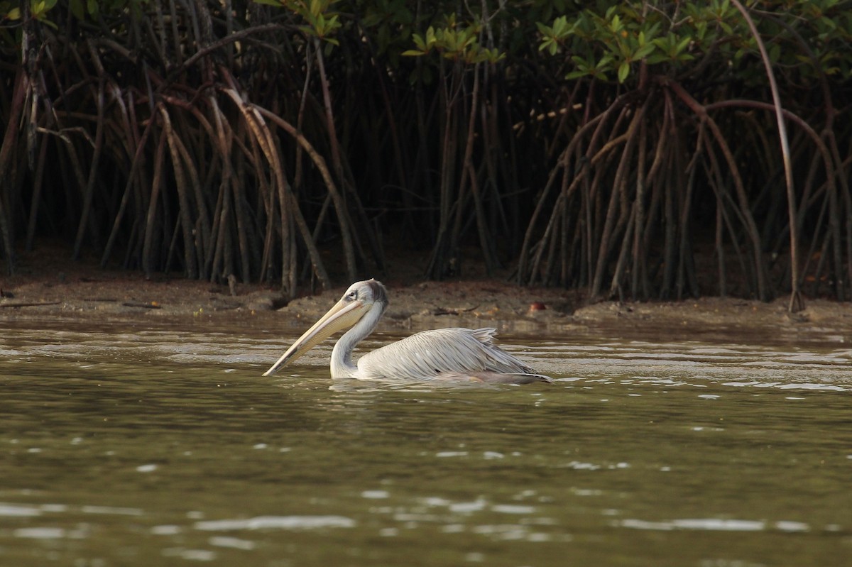 Pink-backed Pelican - Pedro Plans