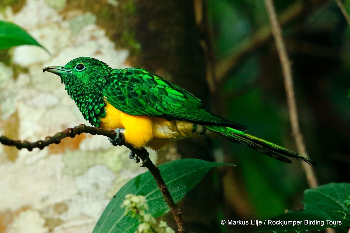 African Emerald Cuckoo - ML206143111