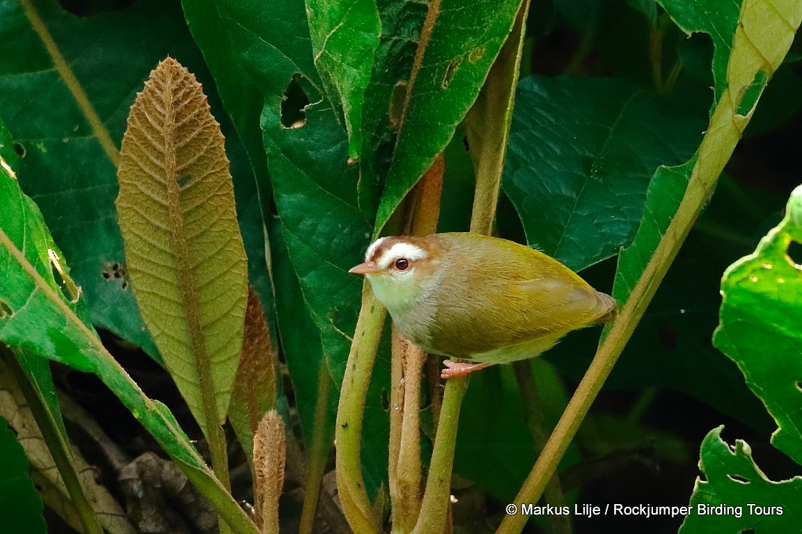 White-browed Crombec (White-browed) - ML206143161