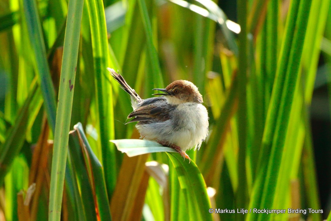Carruthers's Cisticola - ML206143271