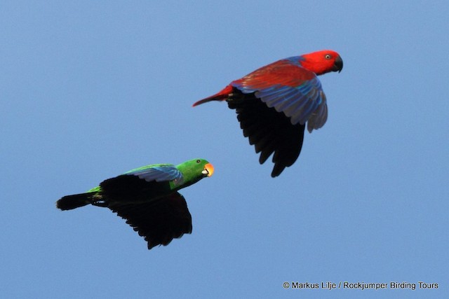 Eclectus Parrot Flying