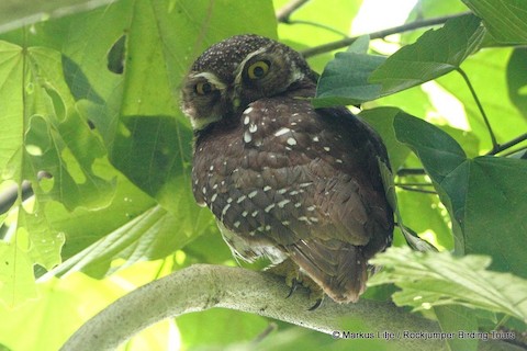 Ninox