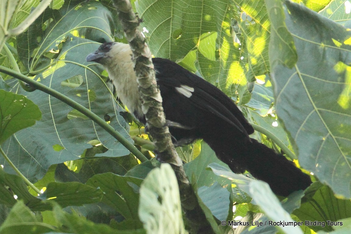 Pied Coucal - ML206143501
