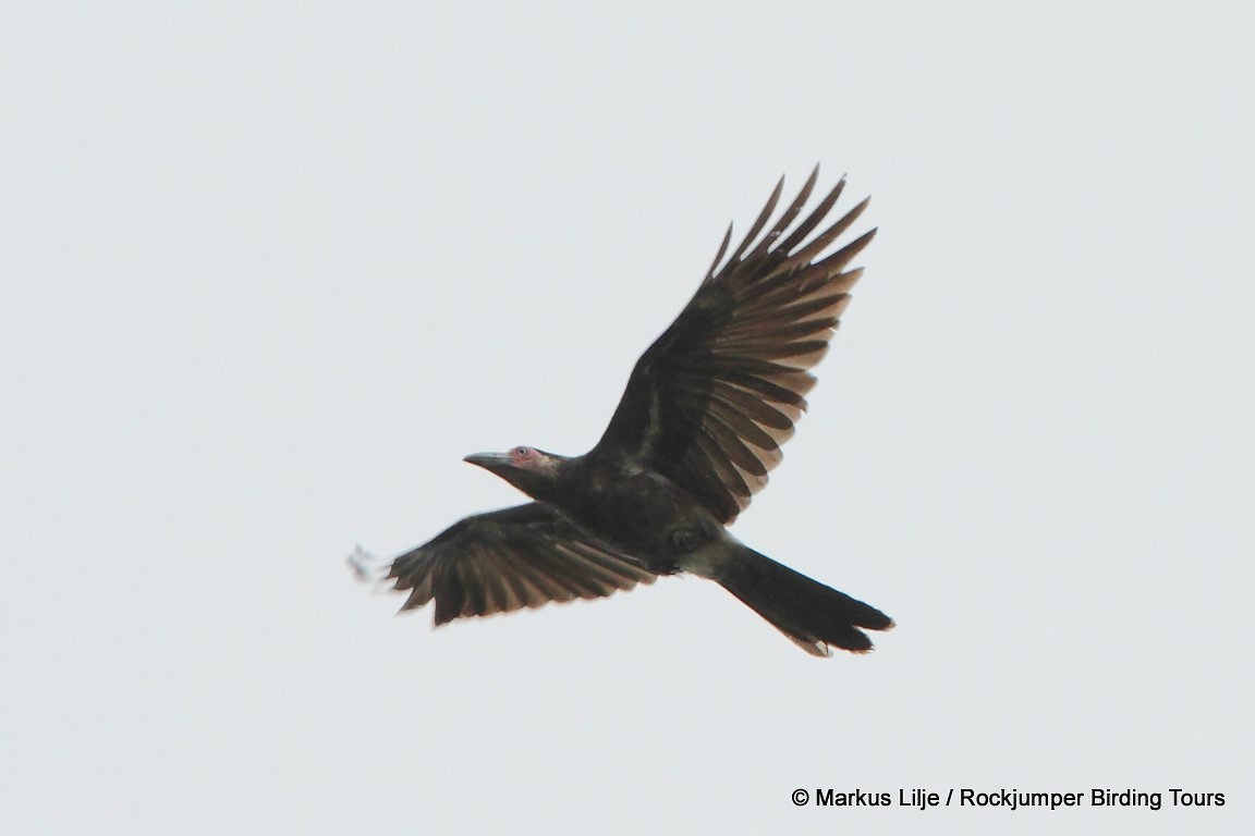 Новогвинейская ворона - ML206143531