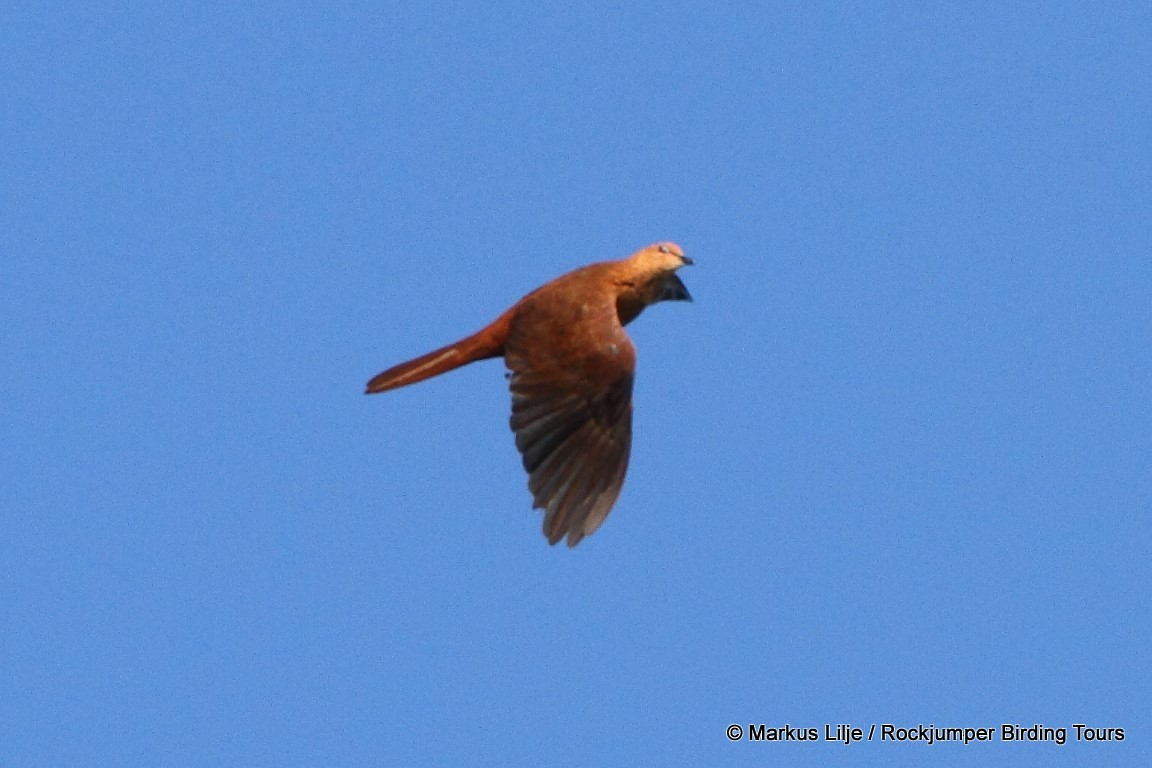 Mackinlay's Cuckoo-Dove - ML206143561