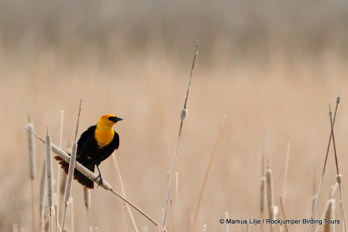 Yellow-headed Blackbird - Markus Lilje