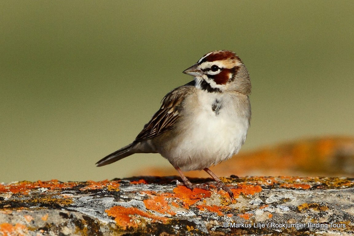 Lark Sparrow - Markus Lilje