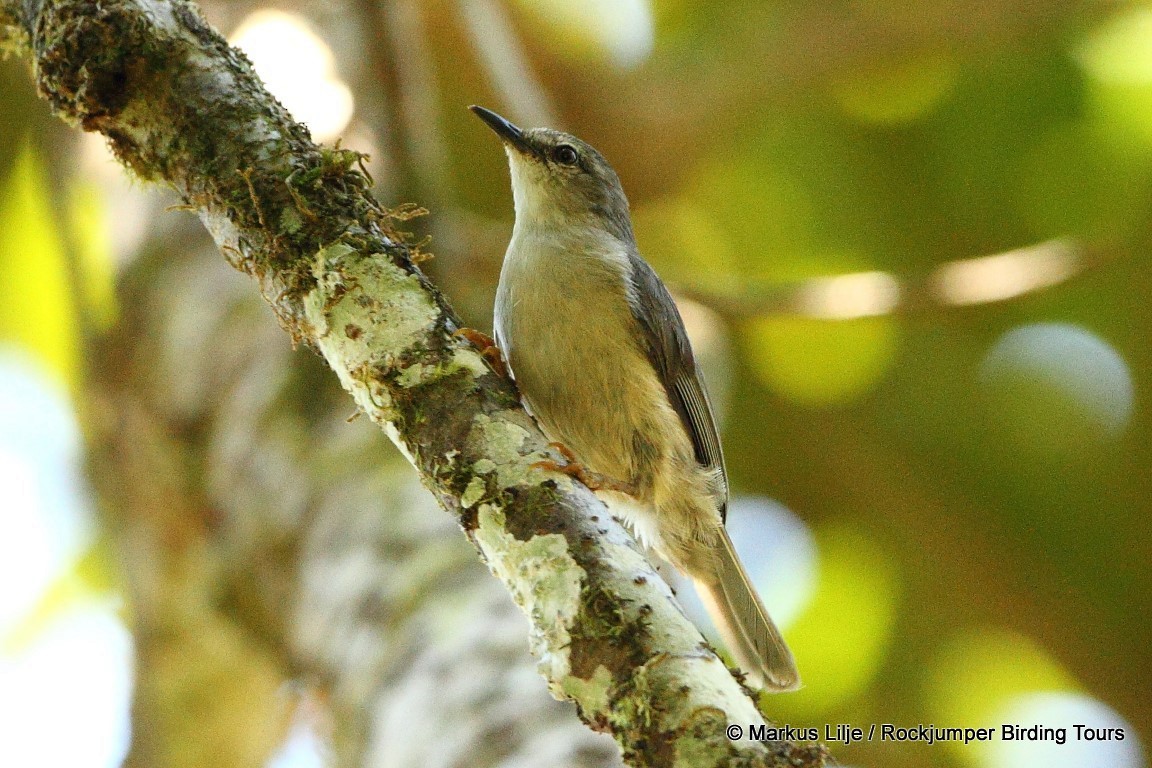 Rand's Warbler - Markus Lilje