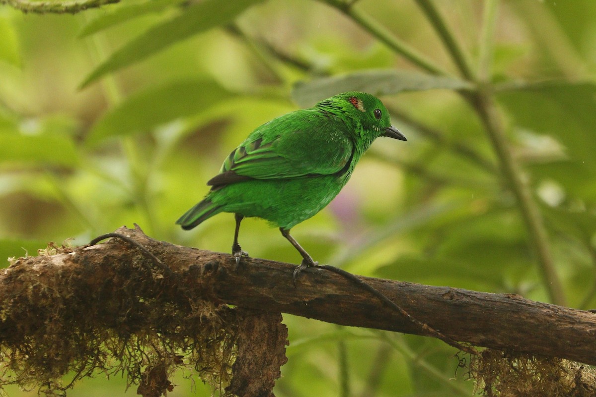 Glistening-green Tanager - Pedro Plans