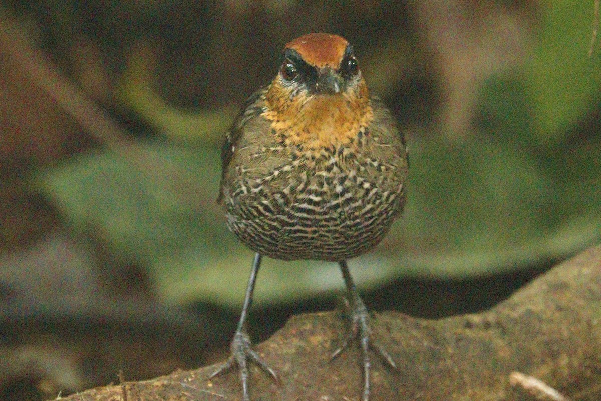 Rufous-crowned Antpitta - Pedro Plans