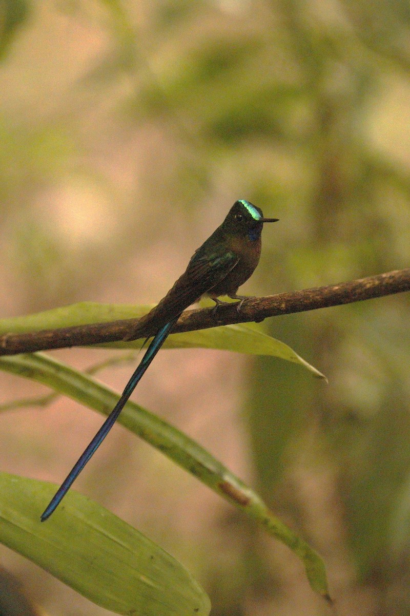 Violet-tailed Sylph - Pedro Plans