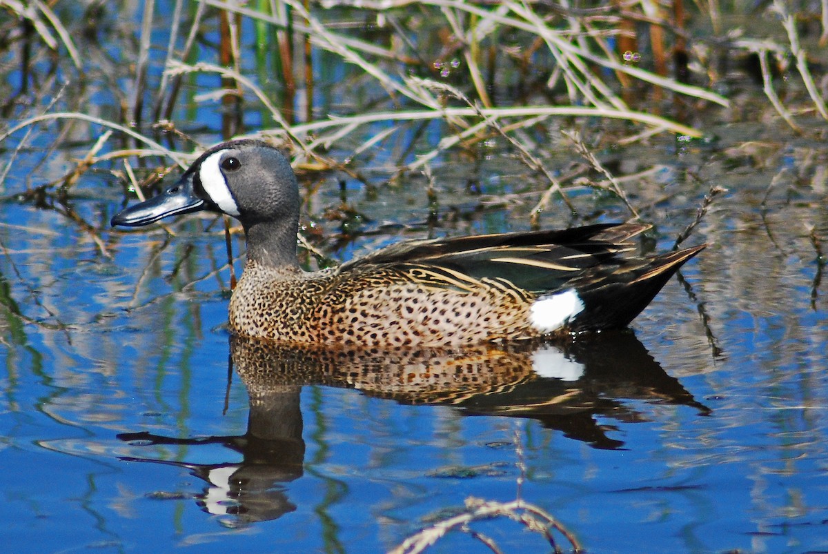Blue-winged Teal - Mike Ross