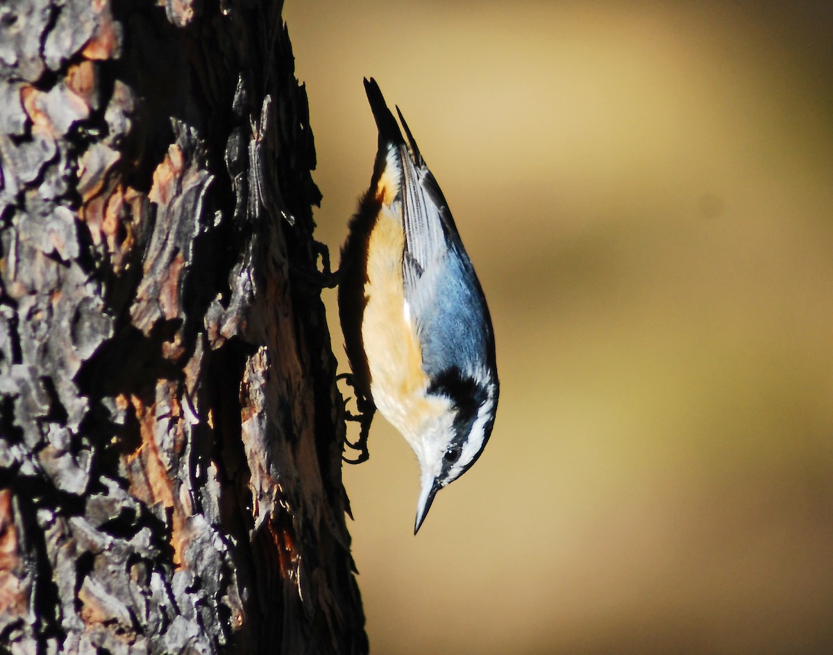 Red-breasted Nuthatch - Mike Ross