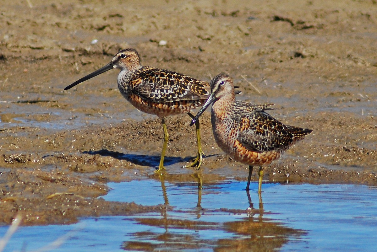 Long-billed Dowitcher - Mike Ross