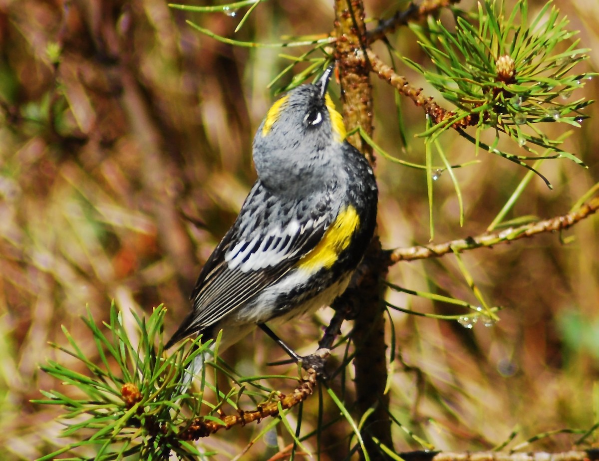 Yellow-rumped Warbler (Audubon's) - Mike Ross