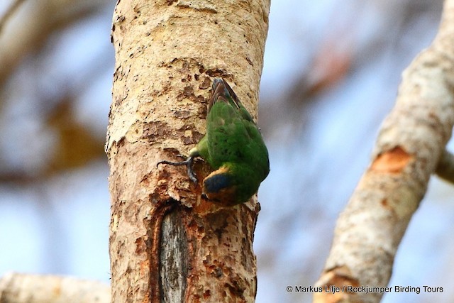  - Buff-faced Pygmy-Parrot - 