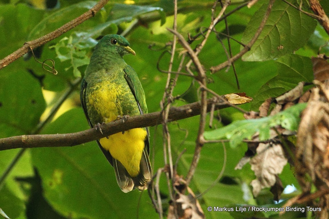 White-breasted Fruit-Dove - ML206145641