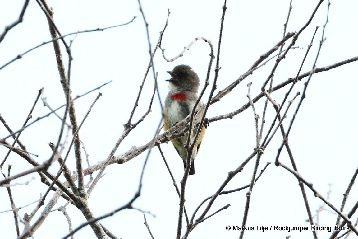 Red-banded Flowerpecker - Markus Lilje