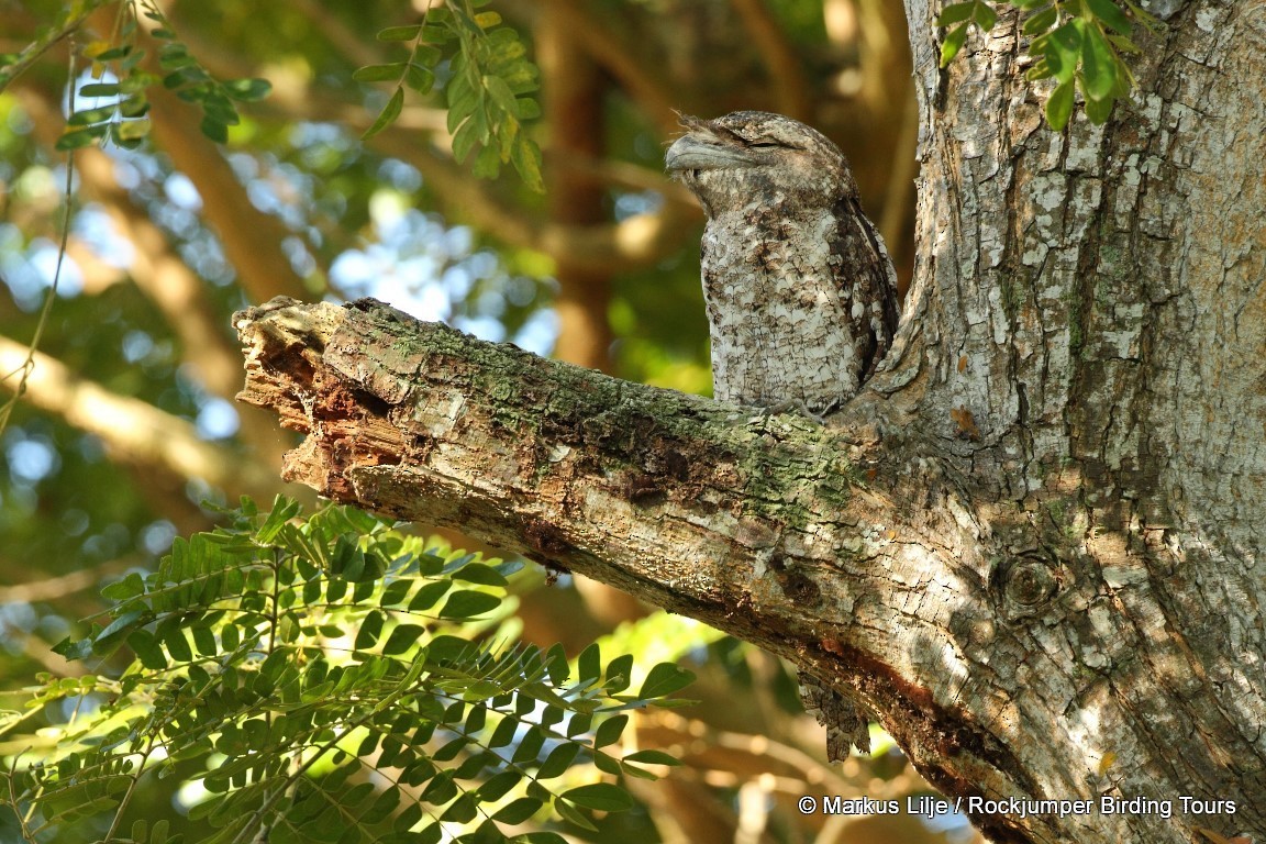 Papuan Frogmouth - ML206145791