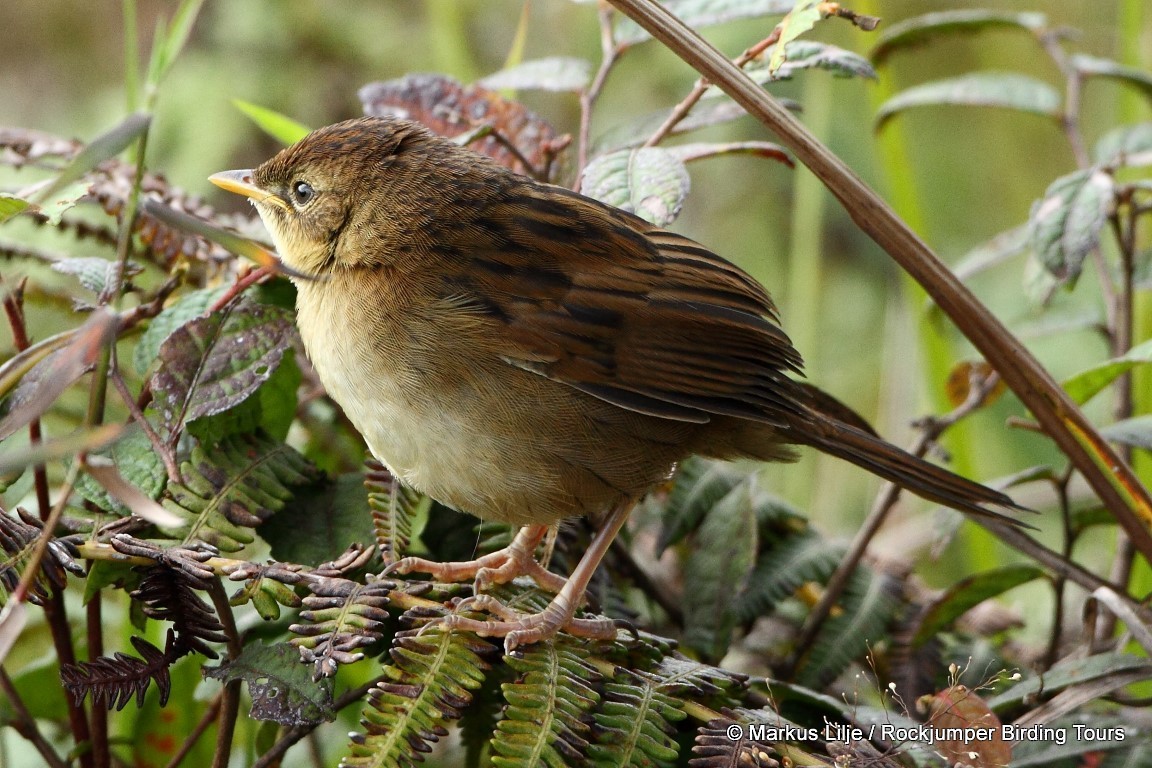 Papuan Grassbird - Markus Lilje