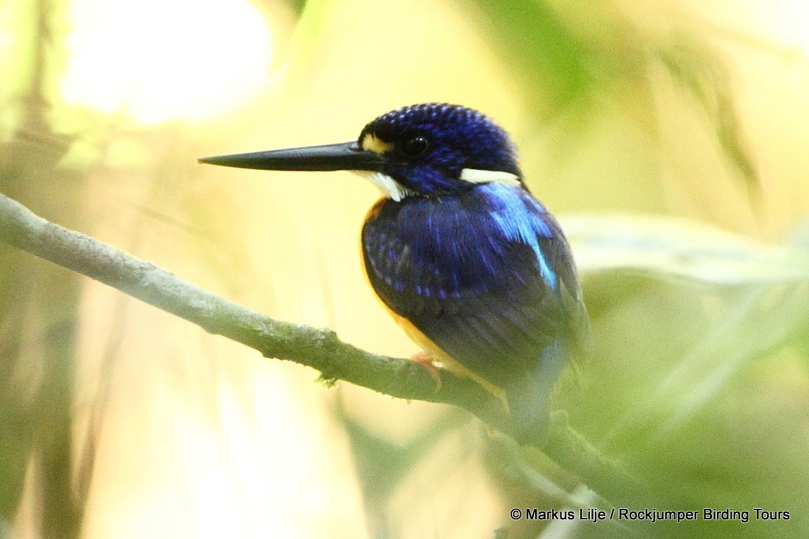 Papuan Dwarf-Kingfisher - ML206145901