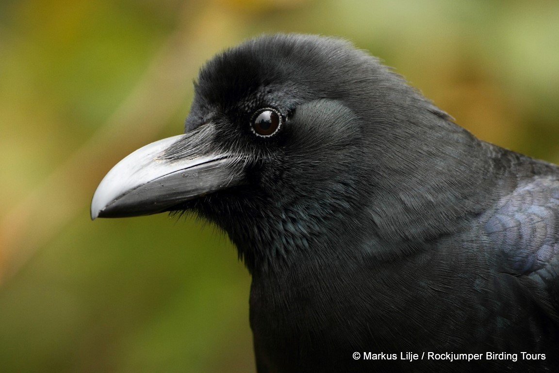 Large-billed Crow - Markus Lilje