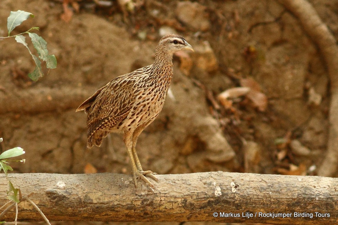 Double-spurred Francolin - ML206146351