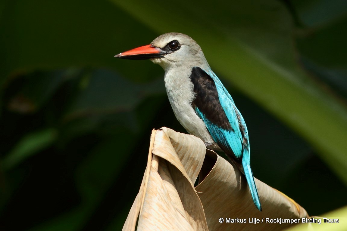 Woodland Kingfisher - Markus Lilje