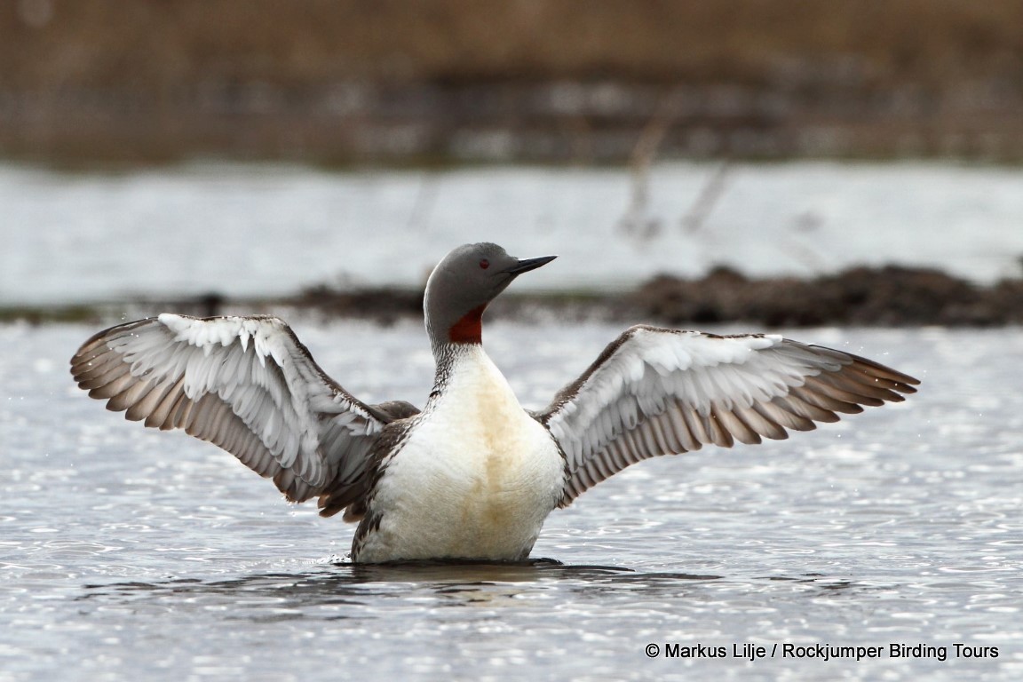 Red-throated Loon - ML206146491