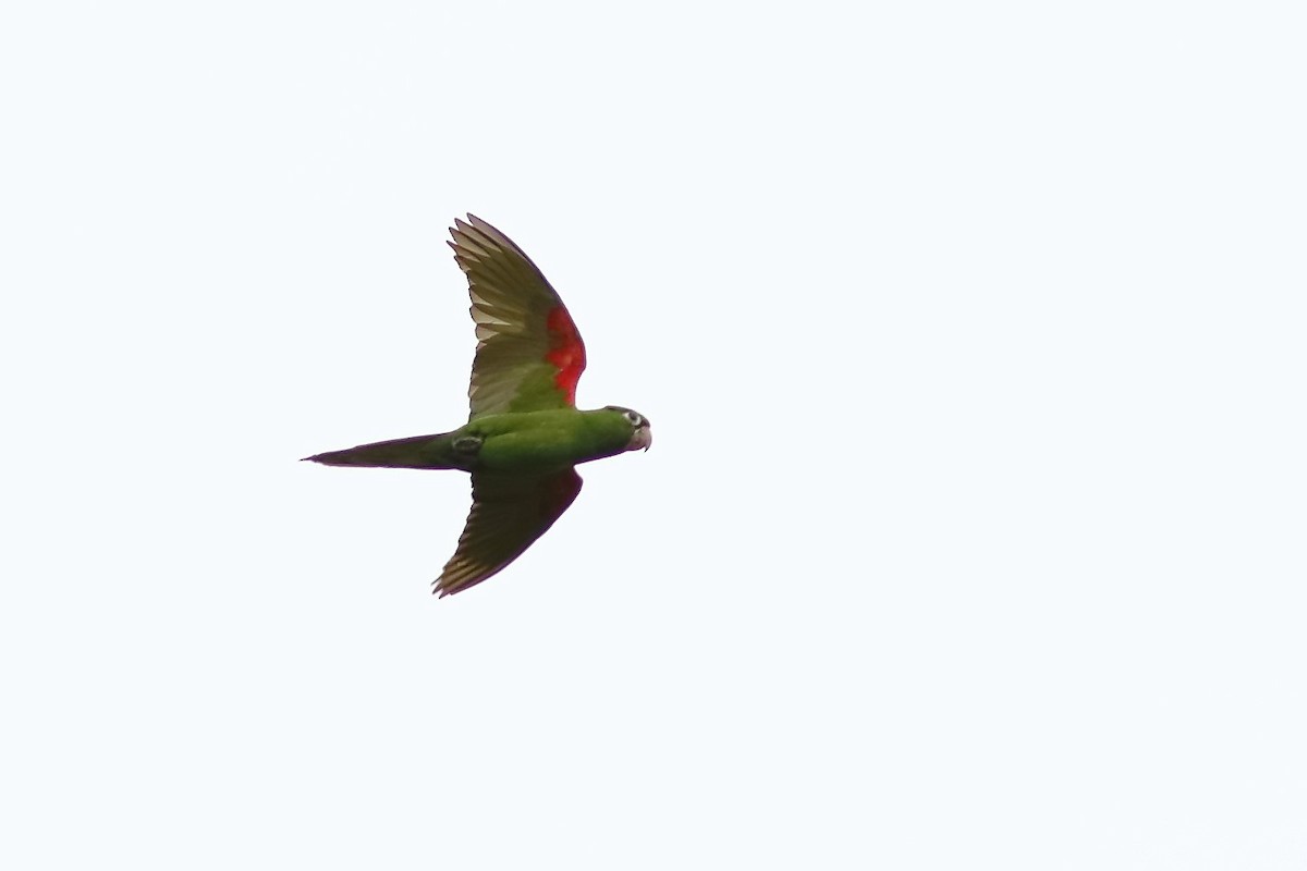 Hispaniolan Parakeet - Markus Lilje