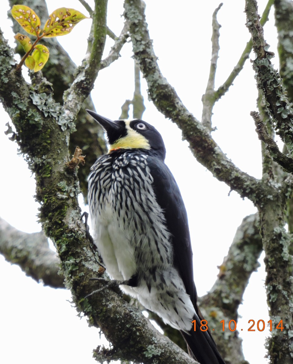 Acorn Woodpecker (Acorn) - ML206146771