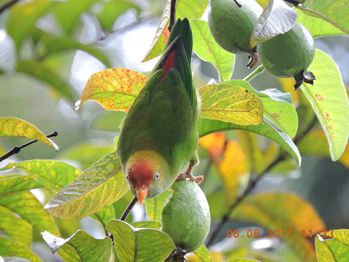 Sri Lanka Hanging-Parrot - Nimali Digo & Thilanka Edirisinghe
