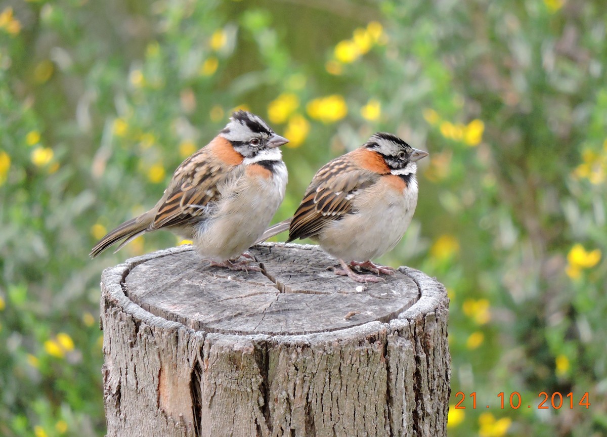 Rufous-collared Sparrow (Rufous-collared) - ML206147011