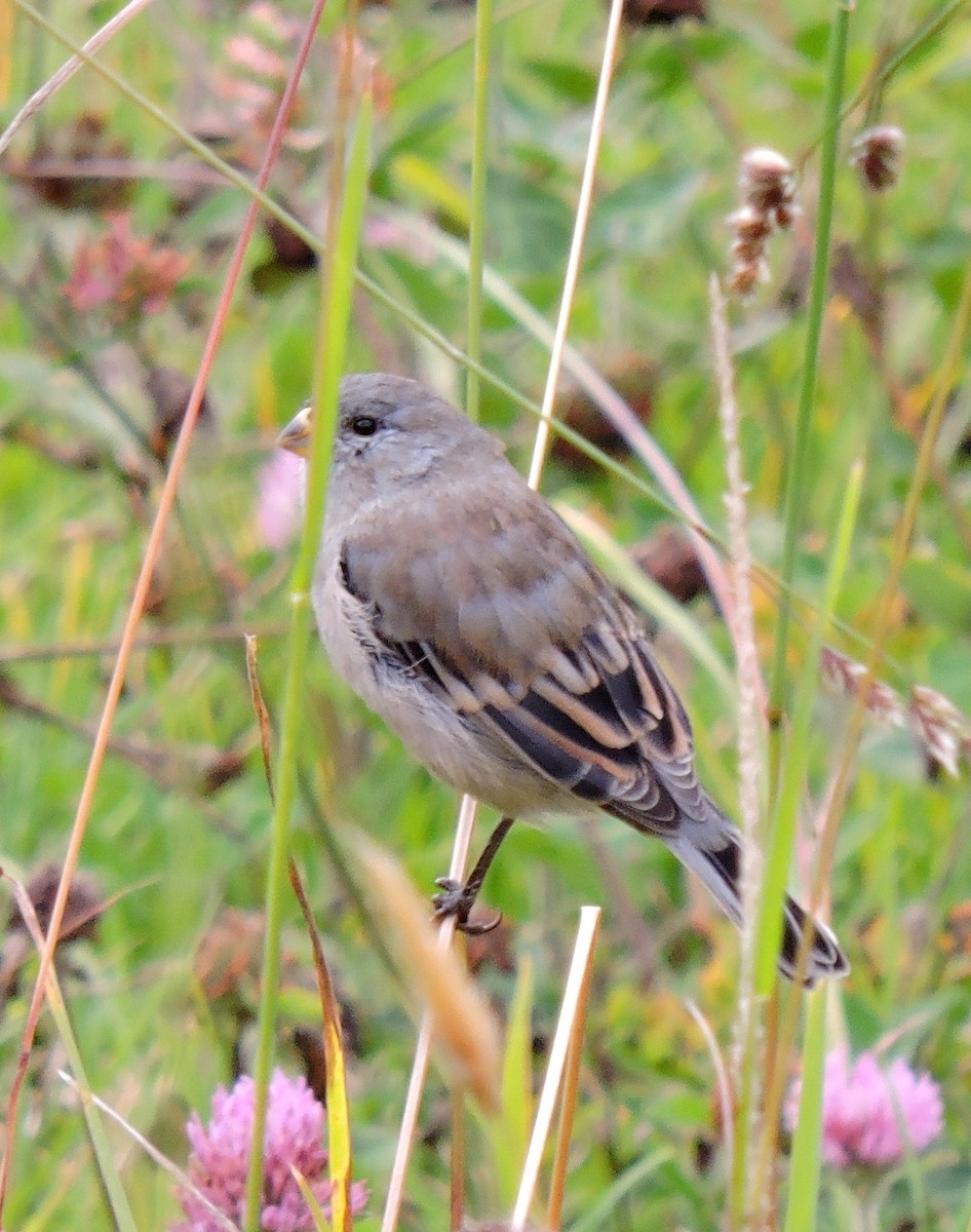 Plain-colored Seedeater - ML206147041