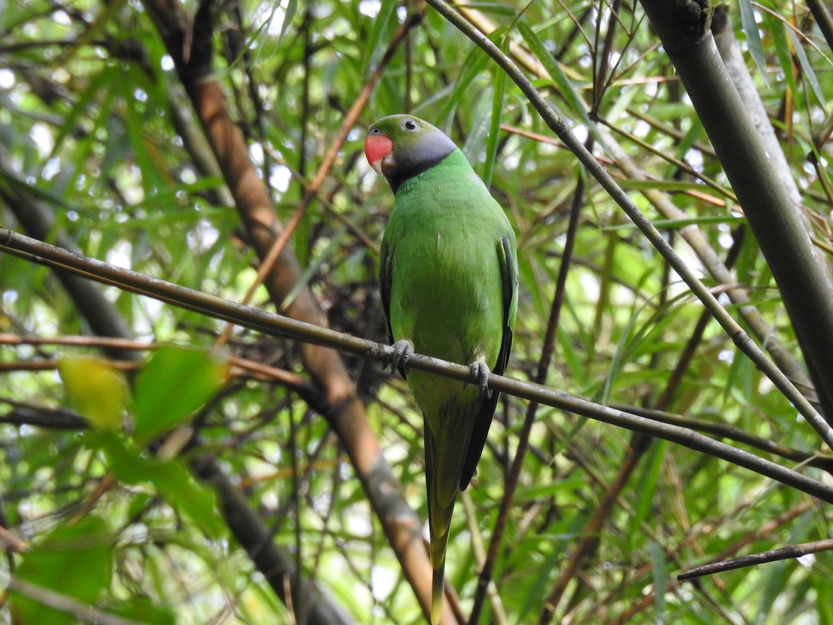 Папужець зеленошиїй - ML206147051