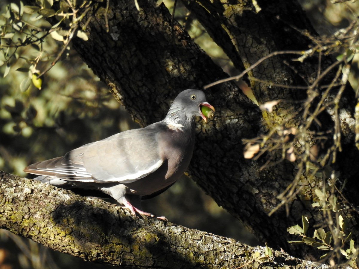 Common Wood-Pigeon (White-necked) - Nimali Digo & Thilanka Edirisinghe