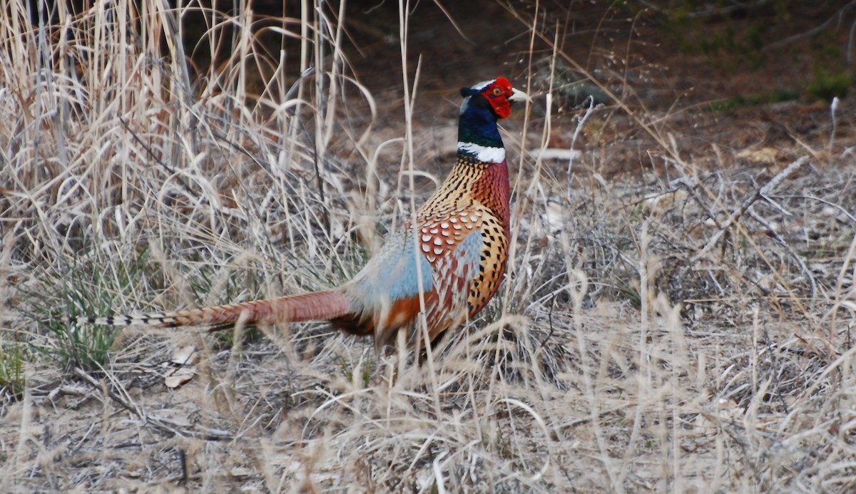 Ring-necked Pheasant - Mike Ross